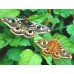 Emperor Moth pavonia 10 larvae